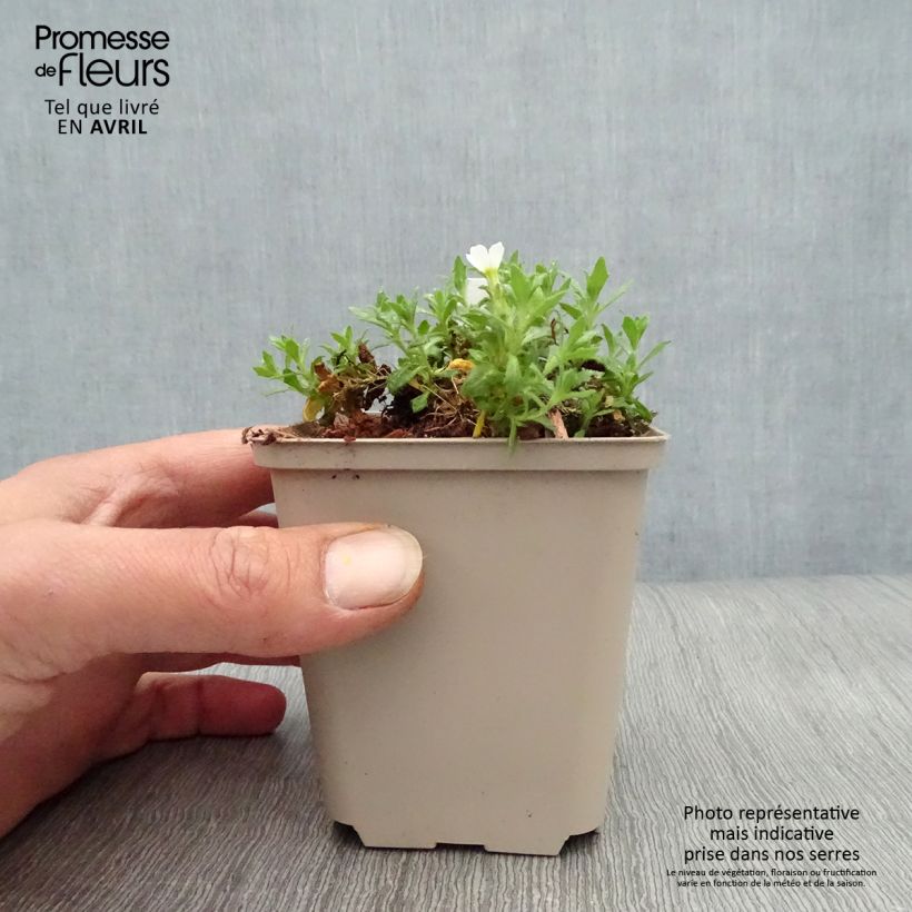 Spécimen de Aubriète blanche - Aubrieta Fiona Godet de 8/9 cm tel que livré au printemps