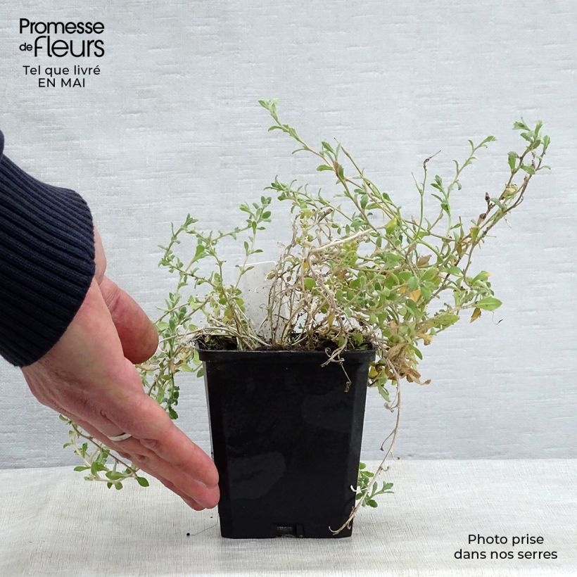 Spécimen de Aubriète bleue - Aubrieta Cascade Blue Godet de 8/9 cm tel que livré au printemps