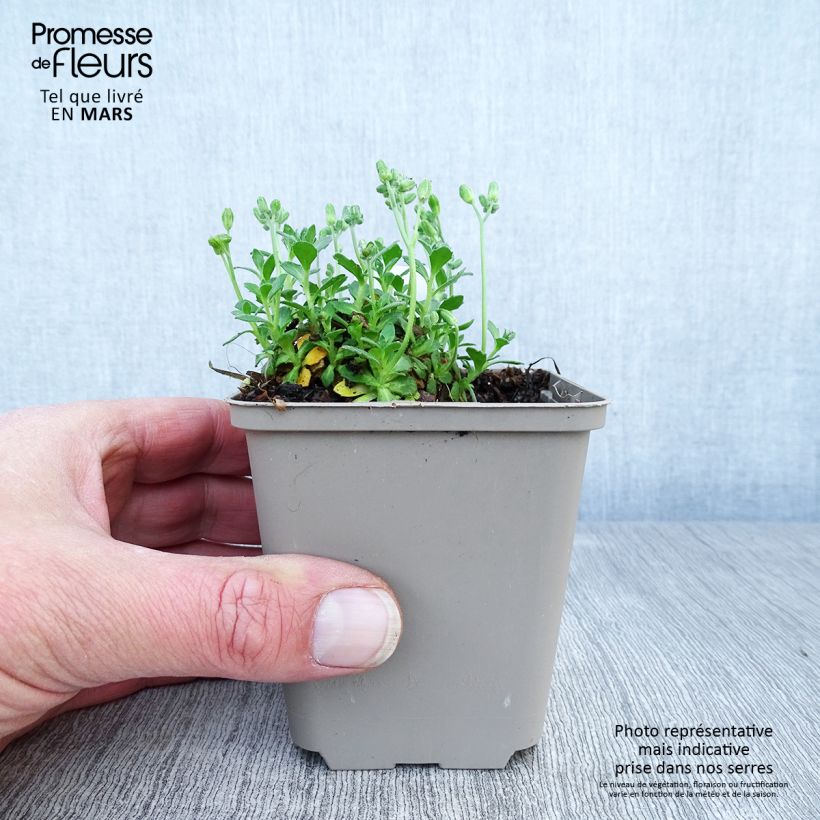 Spécimen de Aubriète mauve - Aubrieta x cultorum Hamburger Stadtpark Godet de 8/9 cm tel que livré au printemps