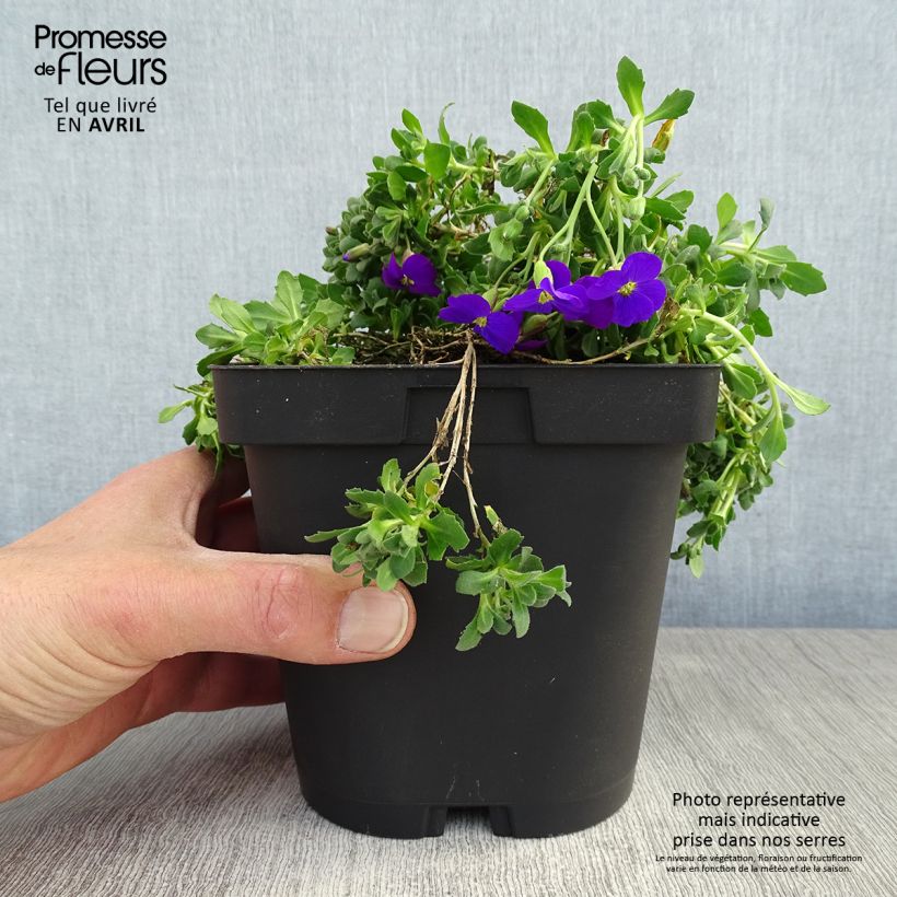 Spécimen de Aubriète violette - Aubrieta Cascade Purple Pot de 2L/3L tel que livré au printemps