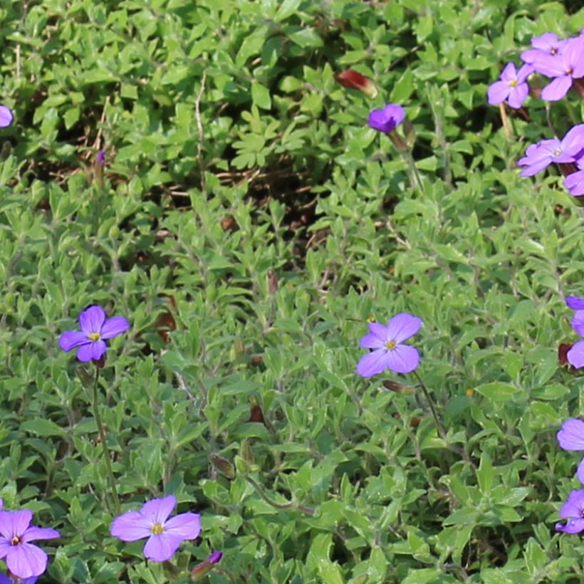 Aubrieta canescens ssp. cilicica - Aubriète (Foliage)