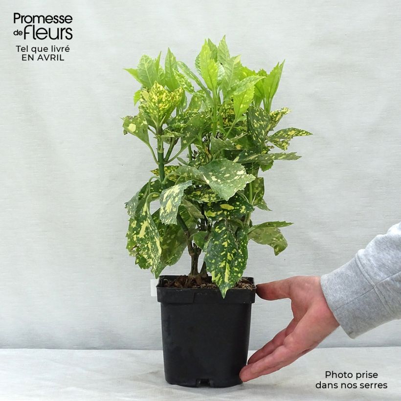 Example of Aucuba japonica Crotonifolia Pot de 2L/3L as you get in printemps