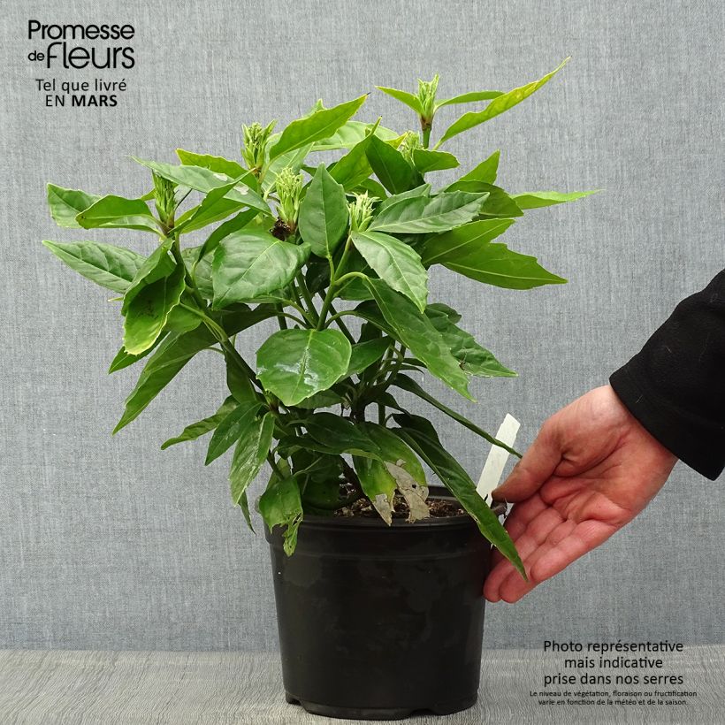 Spécimen de Aucuba japonica - Laurier du Japon Pot de 3L/4L tel que livré au printemps