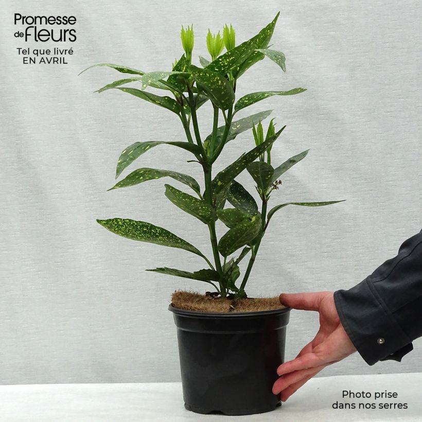 Spécimen de Aucuba japonica Variegata Pot de 2L/3L tel que livré au printemps