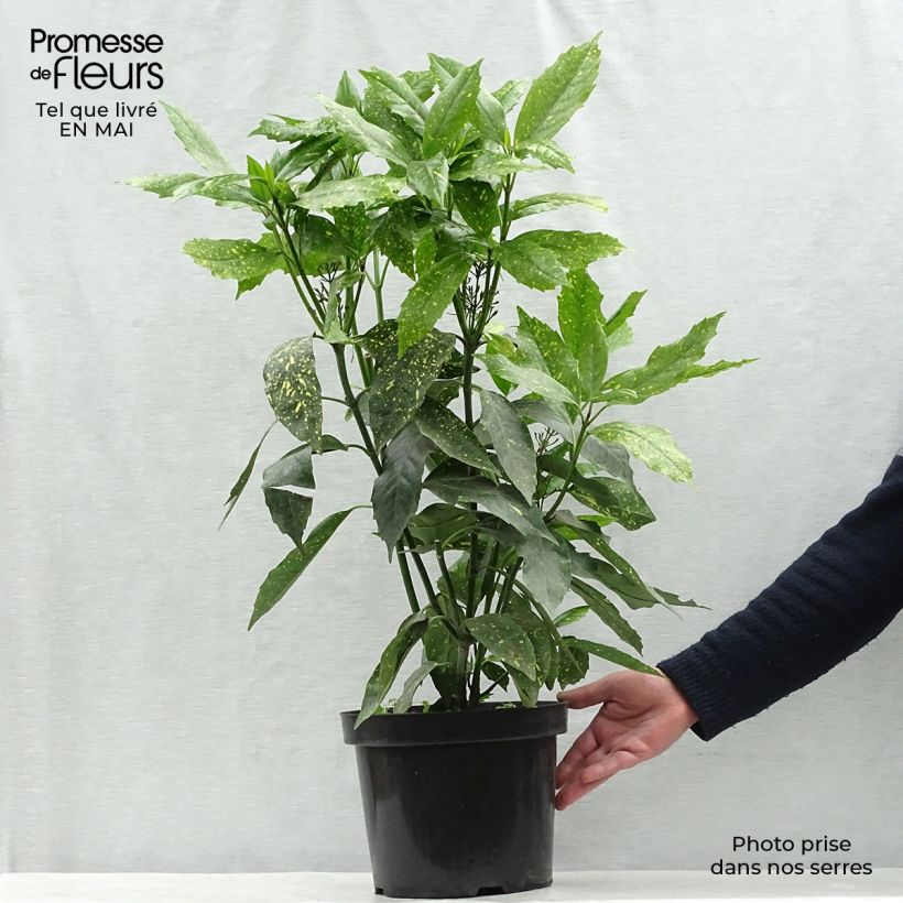Spécimen de Aucuba japonica Variegata Pot de 7,5L/10L tel que livré au printemps