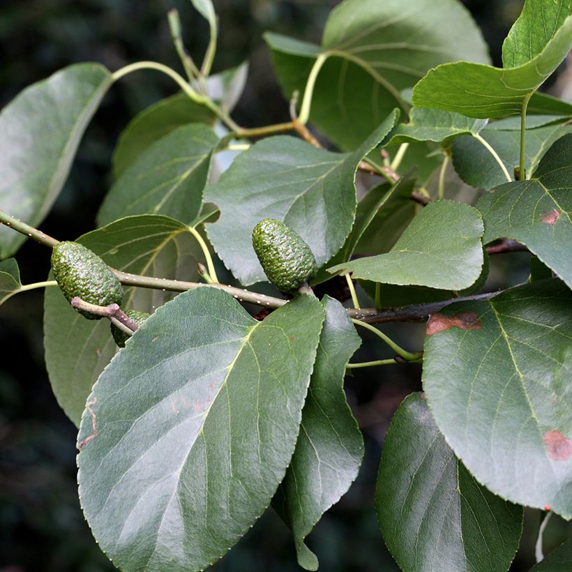 Aulne de Corse - Alnus cordata (Feuillage)