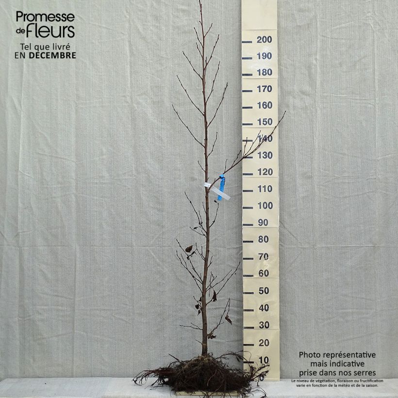 Spécimen de Aulne glutineux - Alnus glutinosa Racines nues tel que livré en hiver