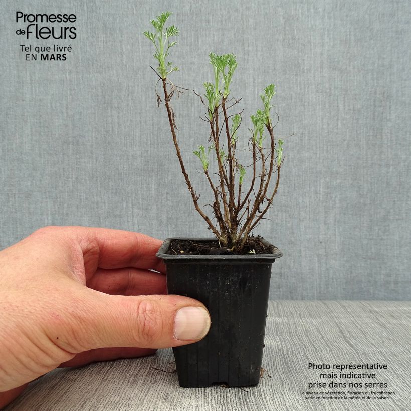 Spécimen de Aurone - Artemisia abrotanum Godet de 7/8 cm tel que livré au printemps