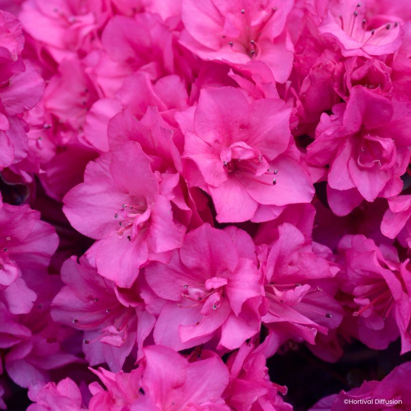 Azalée du Japon Flash Dance Pink – Rhododendron hybride (Floraison)