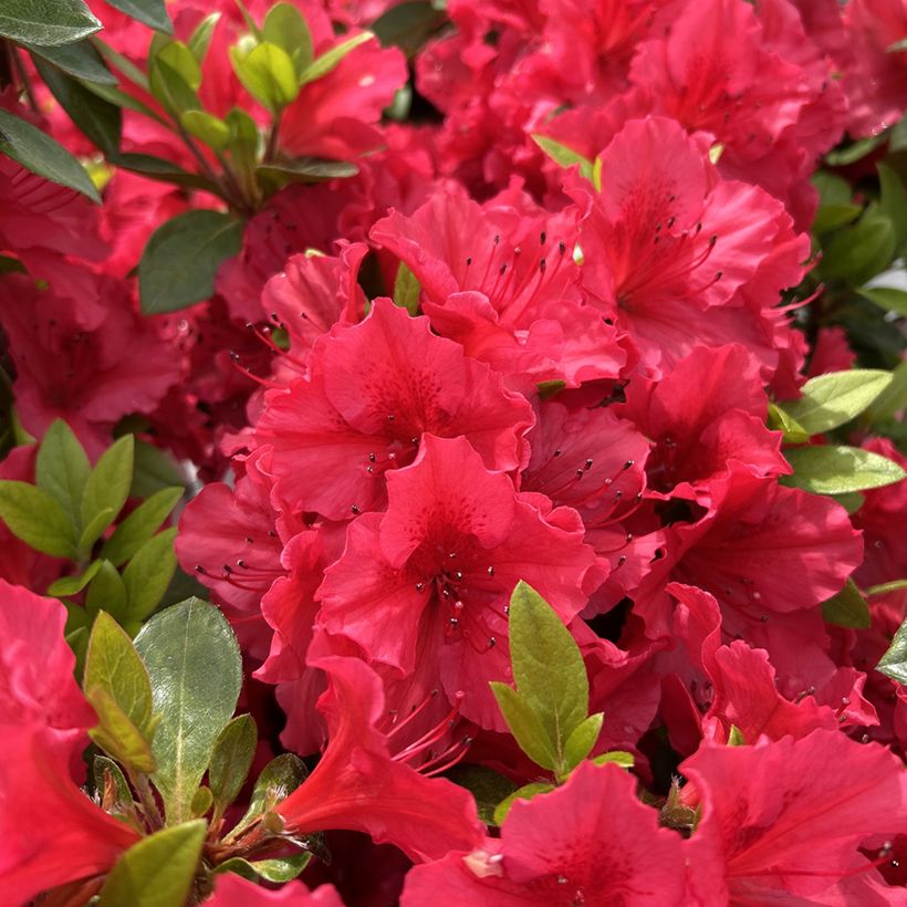 Azalée du Japon Vuyk's Scarlet - Rhododendron hybride. (Floraison)