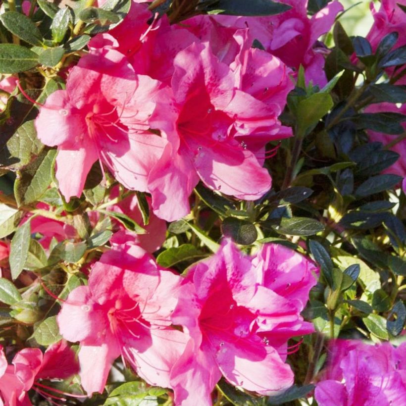 Azalée hybride ENCORE® Carnival (Floraison)