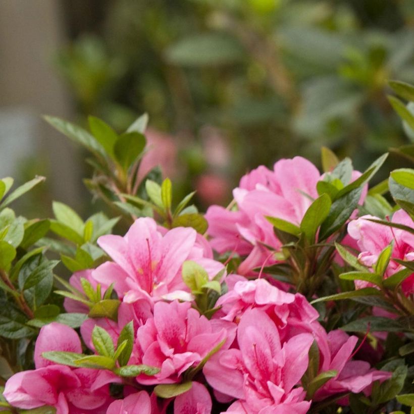 Azalée hybride ENCORE® Empress (Feuillage)