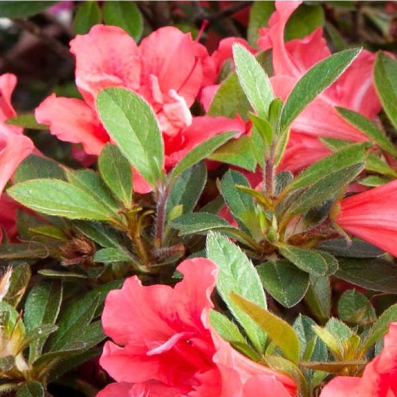 Azalée hybride ENCORE® Sunset (Foliage)
