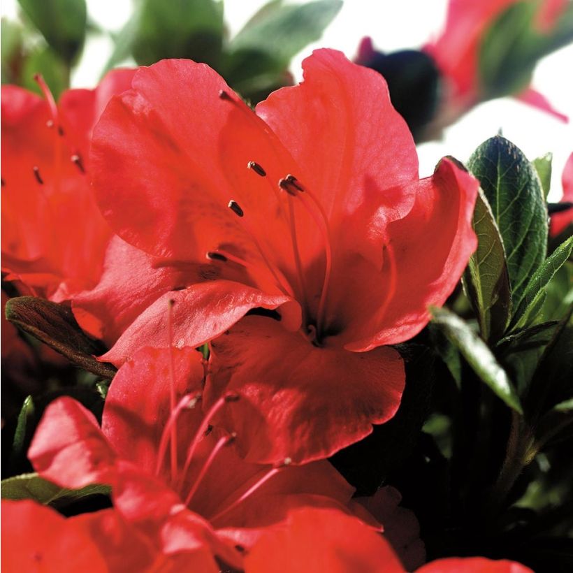 Azalée hybride ENCORE® Sunset (Flowering)