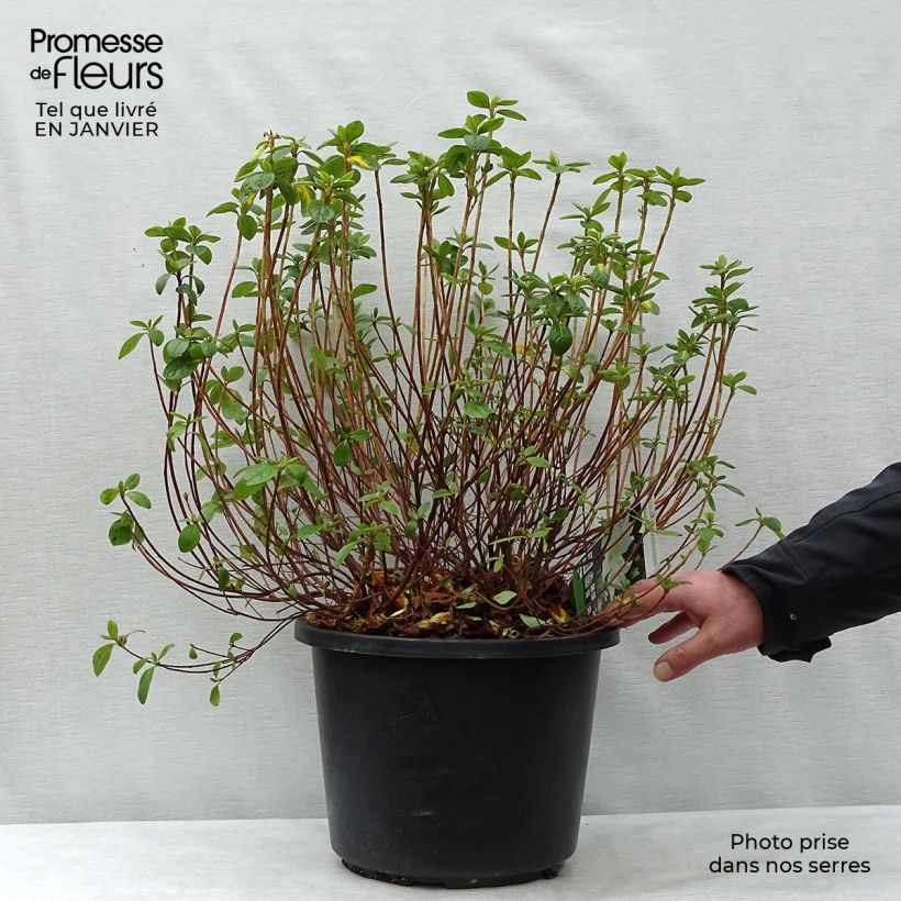 Spécimen de Azalée du Japon Palestrina - Rhododendron hybride Pot de 12L/15L tel que livré en hiver