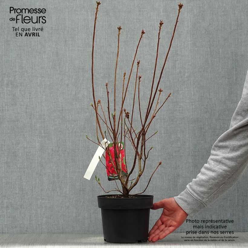 Spécimen de Azalée de Chine Karminduft - Rhododendron viscosum  Pot de 4L/5L tel que livré au printemps