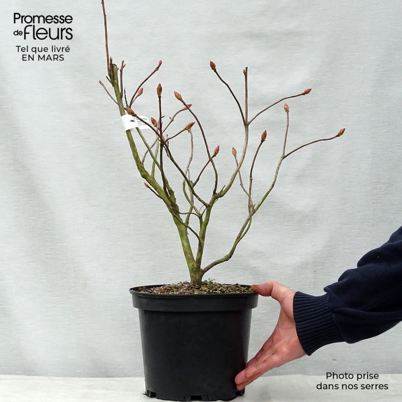 Spécimen de Azalée de Chine Anneke - Rhododendron hybride Pot de 4L/5L tel que livré au printemps