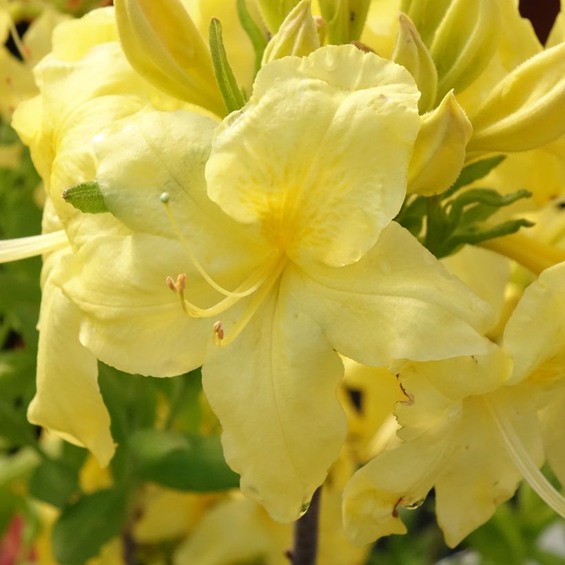 Azalée de Chine Anneke - Rhododendron hybride (Floraison)