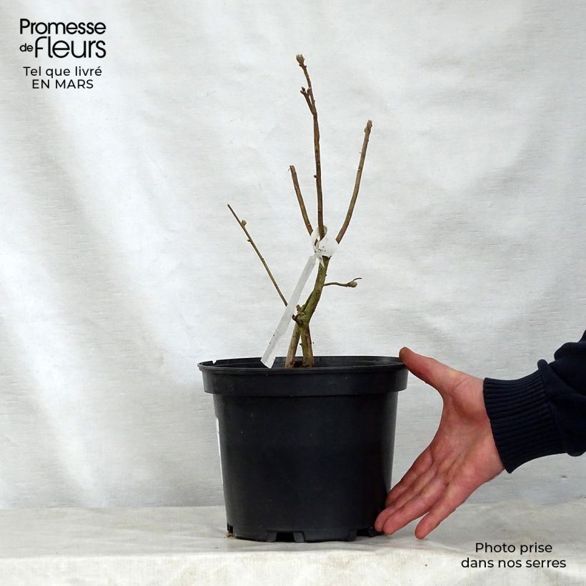 Spécimen de Azalée de Chine Daviesii - Azalea mollis Pot de 4L/5L tel que livré au printemps