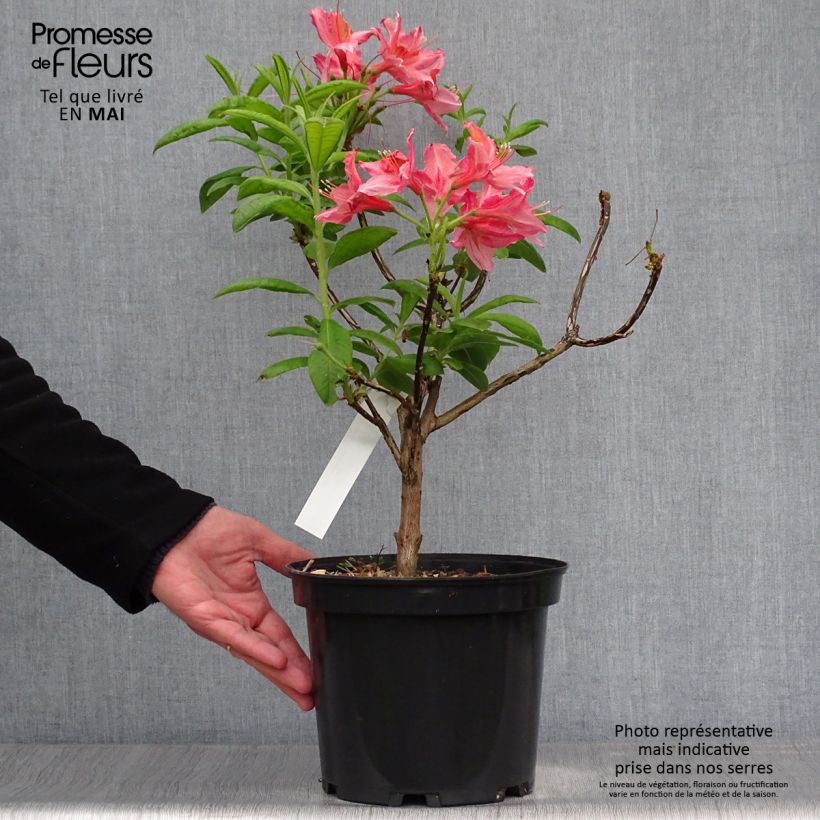 Spécimen de Azalée de Chine Demoiselles de Boutiguery Aurora - Rhododendron hybride Pot de 4L/5L tel que livré au printemps