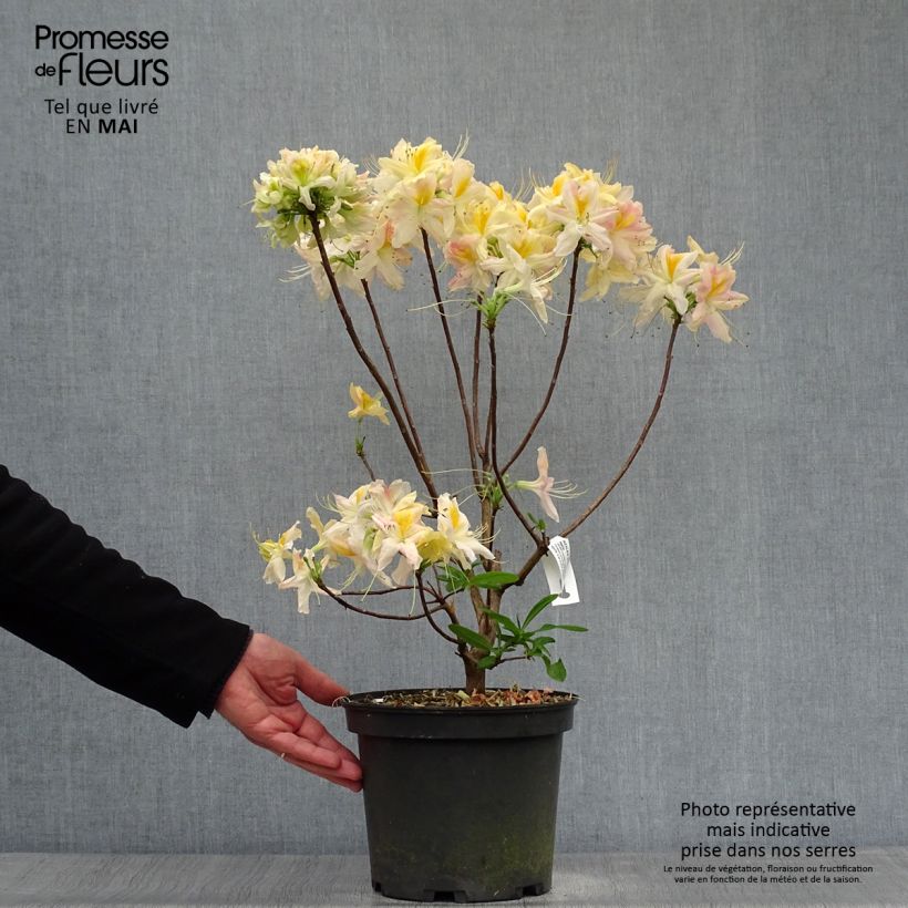 Spécimen de Azalée de Chine Demoiselles de Boutiguery Nella - Rhododendron hybride Pot de 4L/5L tel que livré au printemps