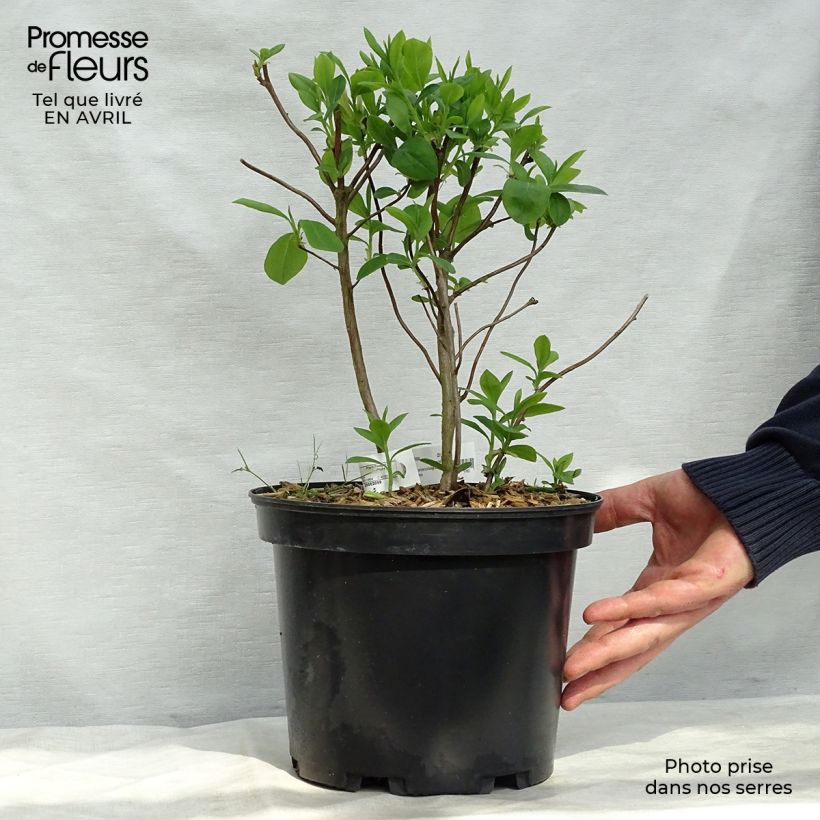 Spécimen de Azalée de Chine Fragrant Star - Rhododendron (x) atlanticum Pot de 4L/5L tel que livré au printemps