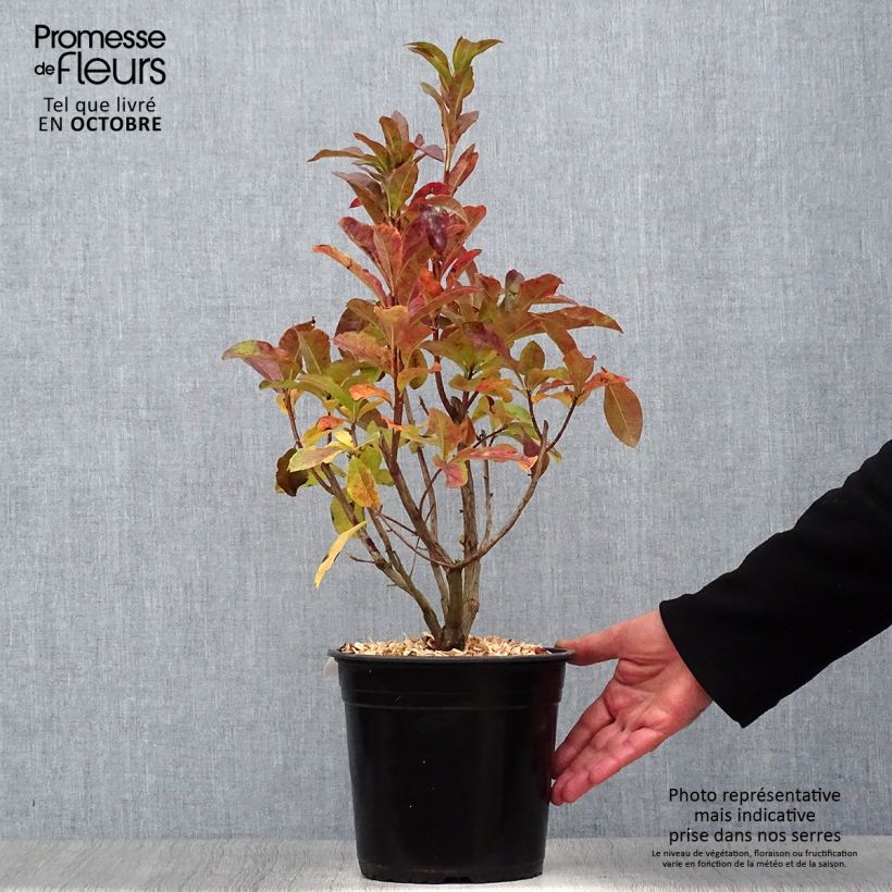 Spécimen de Azalée de Chine Jolie Madame - Rhododendron hybride Pot de 3L/4L tel que livré en automne