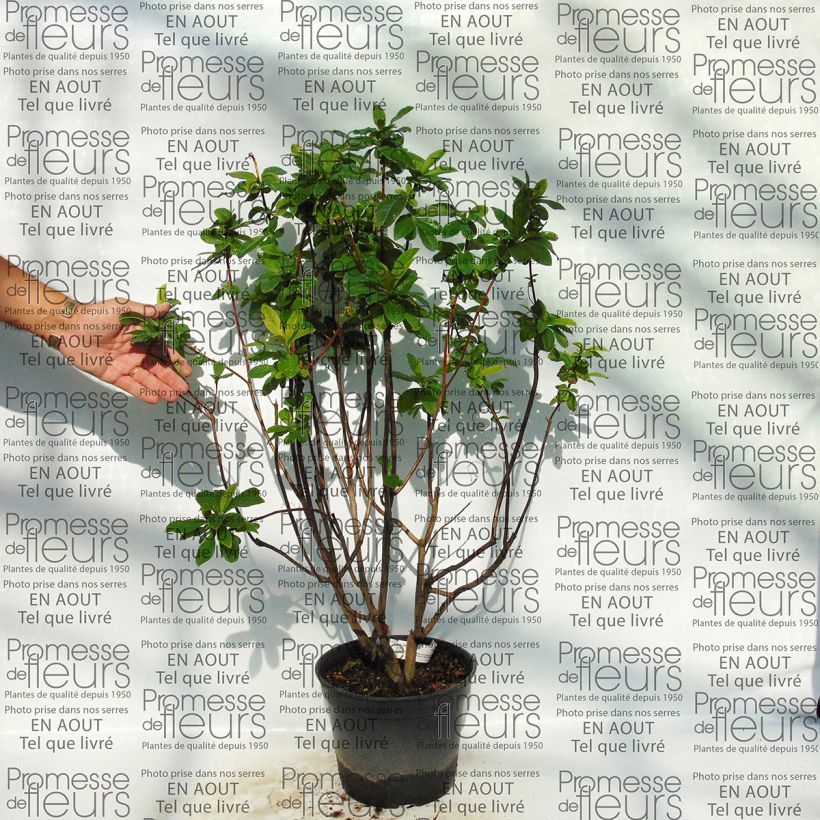 Exemple de spécimen de Azalée de Chine Kilian - Rhododendron hybride Pot de 4L/5L tel que livré