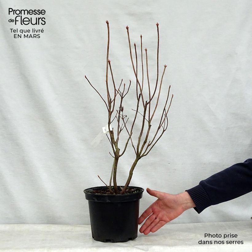 Spécimen de Azalée de Chine Mount Rainier - Rhododendron hybride Pot de 4L/5L tel que livré au printemps