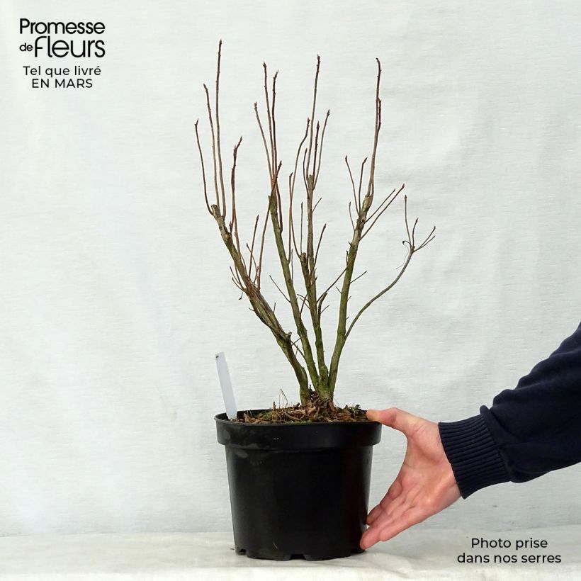 Spécimen de Azalée de Chine Nabucco - Azalea Mollis Pot de 4L/5L tel que livré au printemps