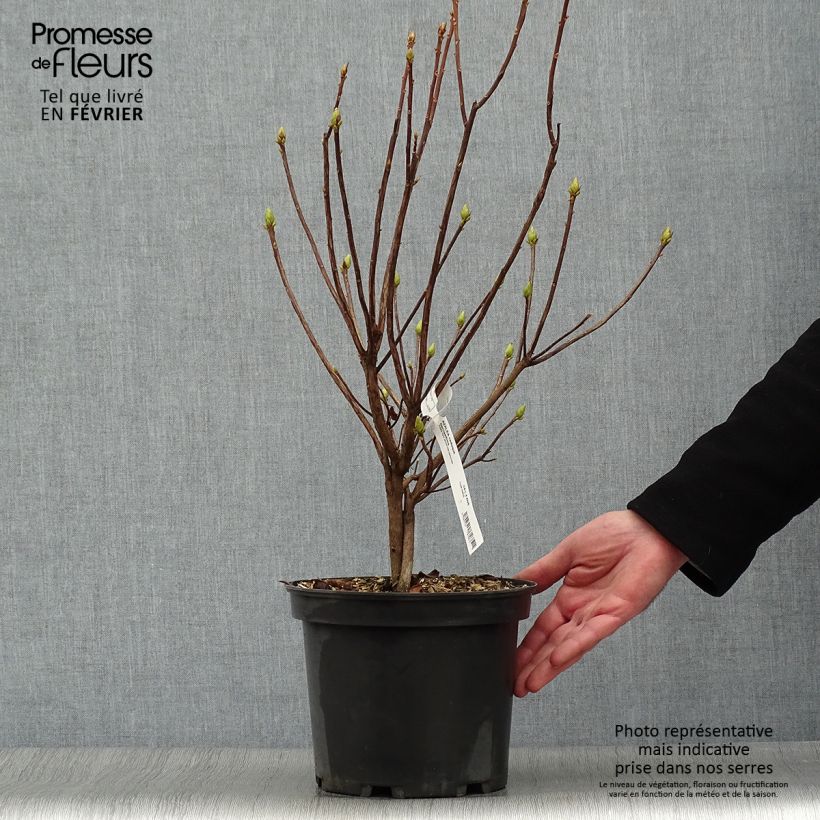 Spécimen de Azalée de Chine Narcissiflora - Azalea (x) luteum Pot de 4L/5L tel que livré en hiver