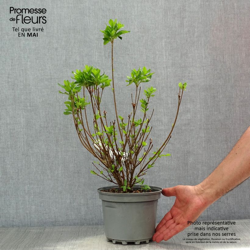 Spécimen de Azalée du Japon Adonis - Rhododendron hybride. Pot de 2L/3L tel que livré au printemps