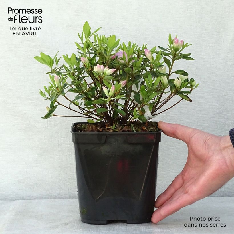 Spécimen de Azalée du Japon Al's Picotee - Rhododendron hybride Pot de 2L/3L tel que livré au printemps