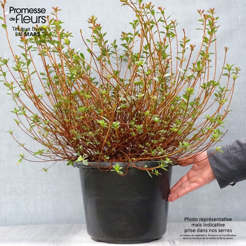 Example of Azalée du Japon Amoena - Rhododendron hybride Pot de 12L/15L as you get in printemps