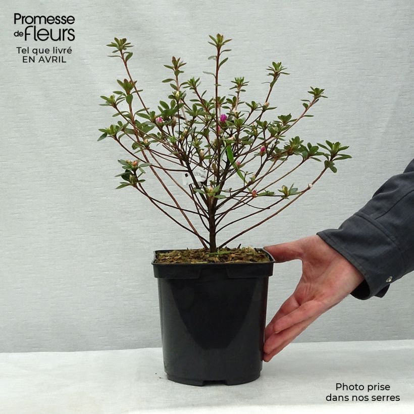 Example of Azalée du Japon Amoena - Rhododendron hybride Pot de 2L/3L as you get in printemps