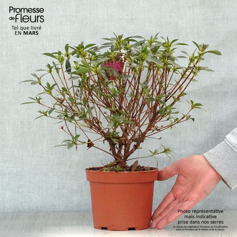 Spécimen de Azalée du Japon Blue Danube - Rhododendron hybride. Pot de 2L/3L tel que livré au printemps