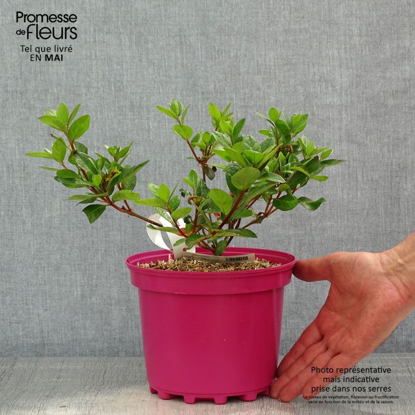 Spécimen de Azalée du Japon Christina - Rhododendron hybride. Pot de 2L/3L tel que livré au printemps