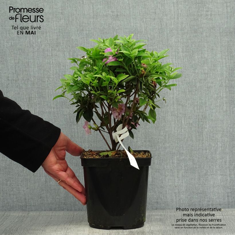 Spécimen de Azalée du Japon Elsie Lee - Rhododendron hybride Pot de 2L/3L tel que livré au printemps