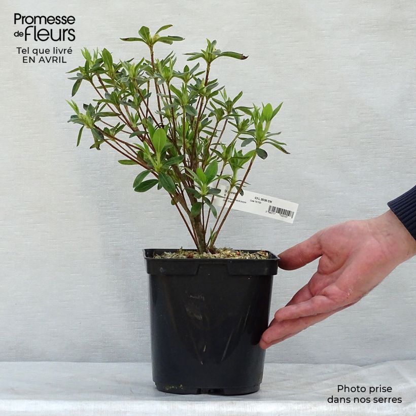 Spécimen de Azalée du Japon Ho Oden - Rhododendron hybride Pot de 2L/3L tel que livré au printemps