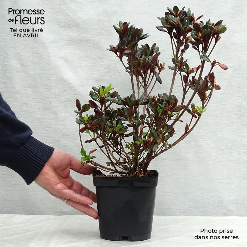 Spécimen de Azalée du Japon Johanna - Rhododendron hybride Pot de 2L/3L tel que livré au printemps