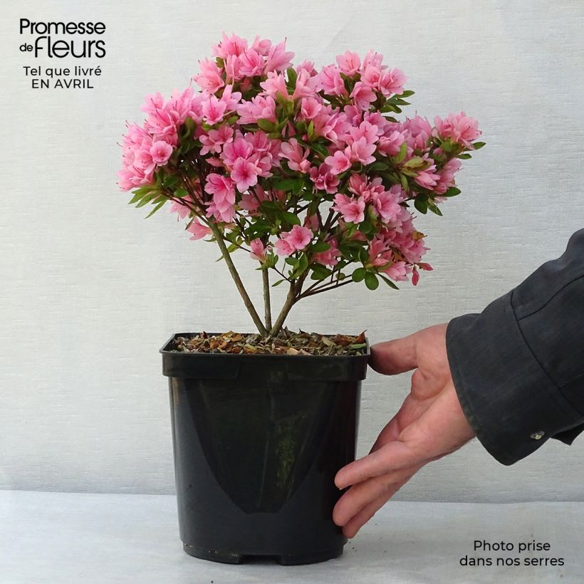 Spécimen de Azalée du Japon Kirin - Rhododendron hybride Pot de 2L/3L tel que livré au printemps