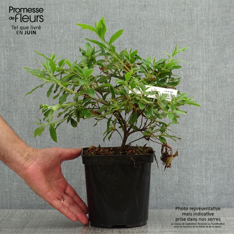 Spécimen de Azalée du Japon Koromo Shikibu - Rhododendron hybride Pot de 2L/3L tel que livré en été