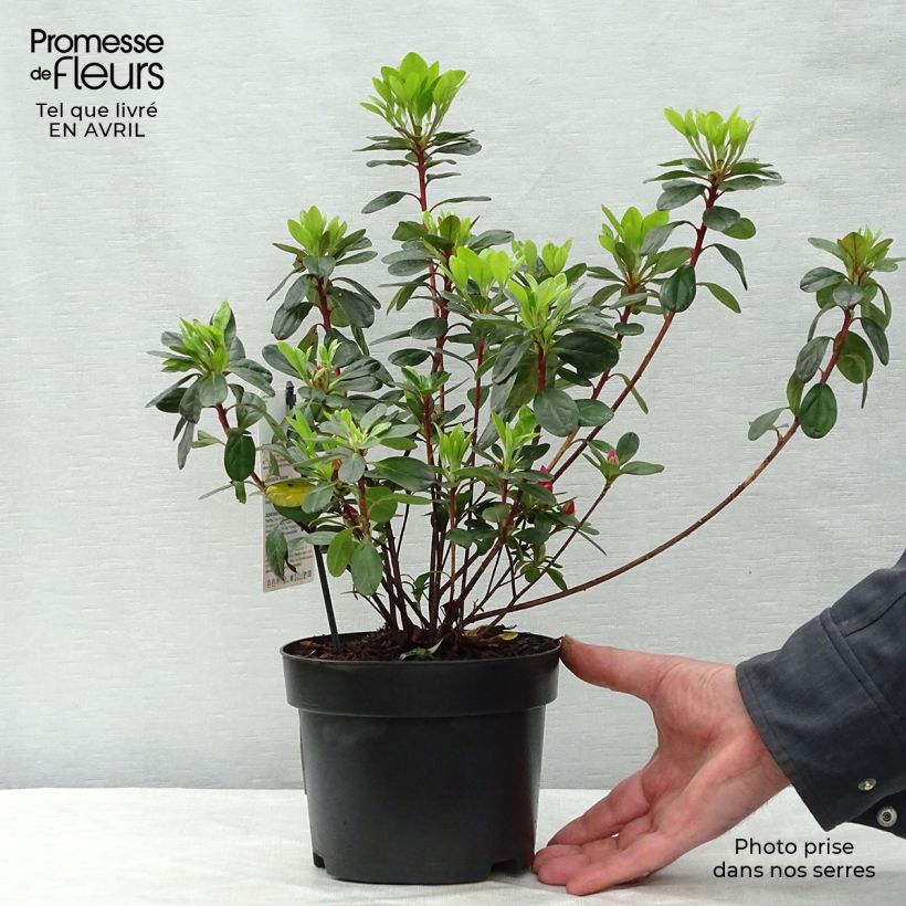 Example of Azalée du Japon Moederdag - Rhododendron japonica Pot de 2L/3L as you get in printemps