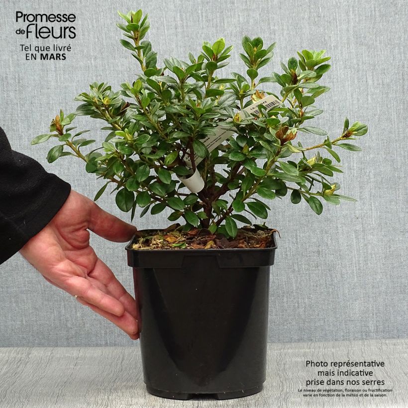 Spécimen de Azalée du Japon Sachsenstern - Rhododendron hybride Pot de 3L/4L tel que livré au printemps