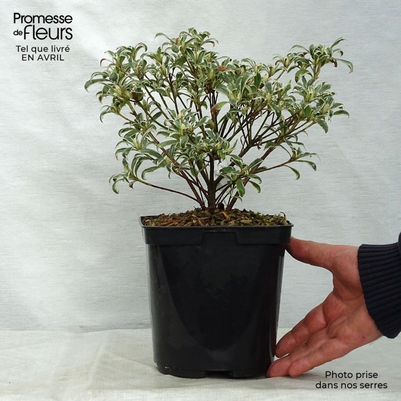 Spécimen de Azalée du Japon Silver Queen - Rhododendron hybride Pot de 2L/3L tel que livré au printemps
