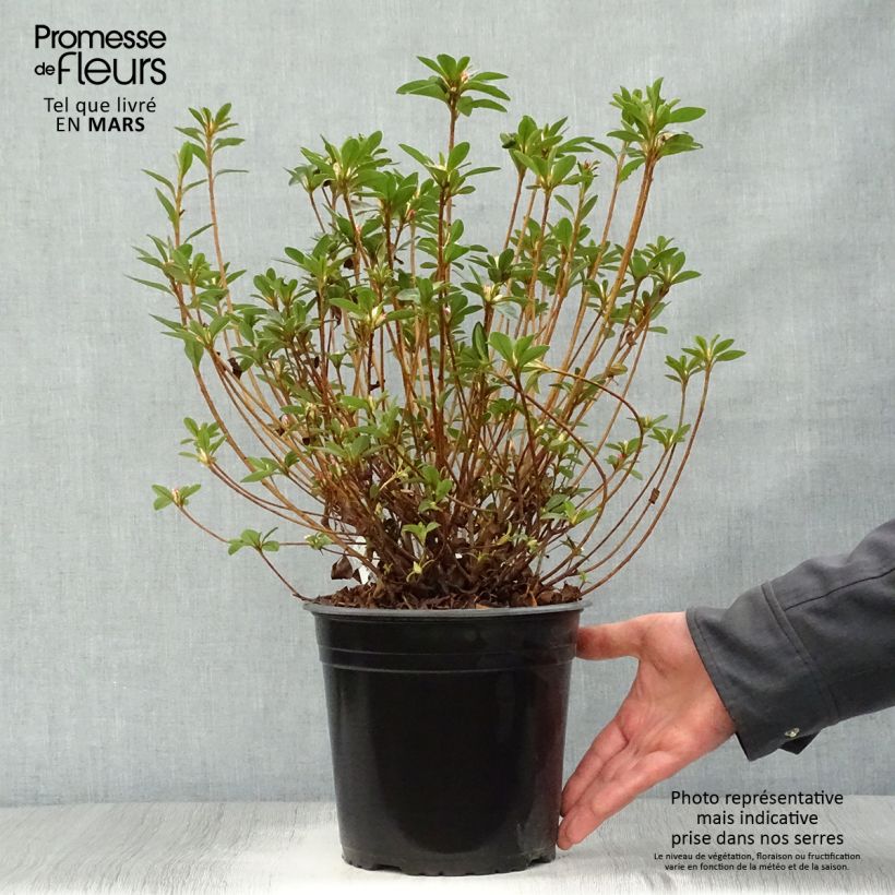 Spécimen de Azalée du Japon Sylvester - Rhododendron hybride Pot de 4L/5L tel que livré au printemps