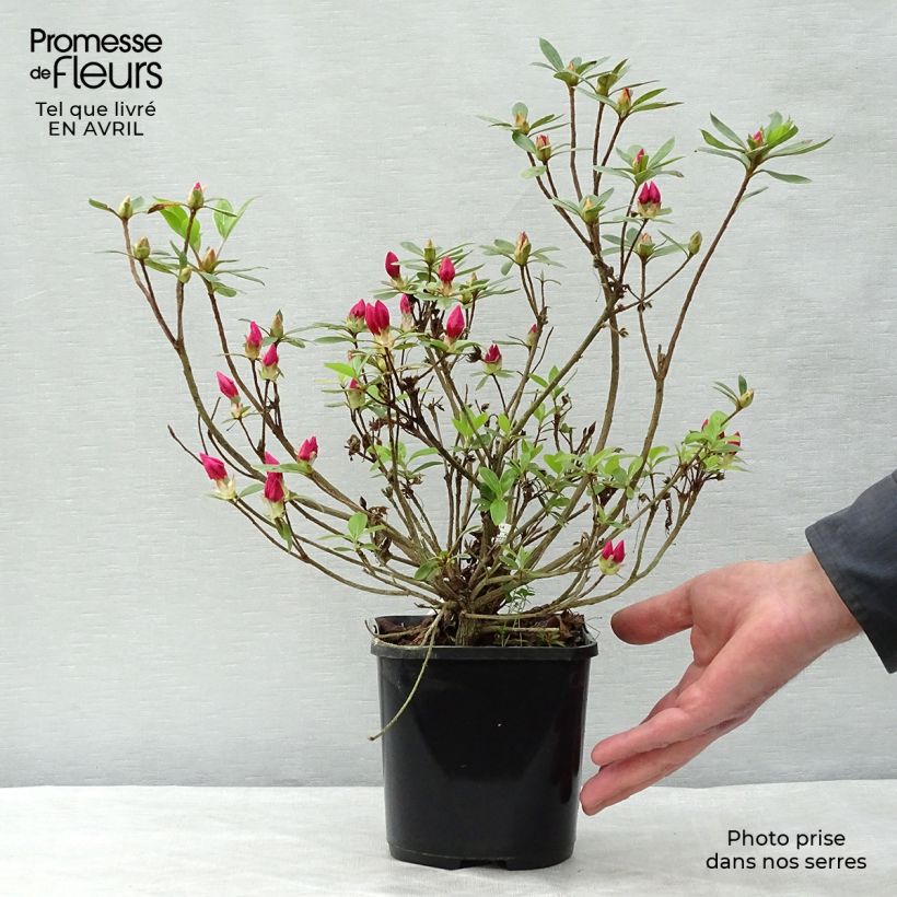 Spécimen de Azalée du Japon Vuyk's Rosyred - Rhododendron hybride. Pot de 2L/3L tel que livré au printemps