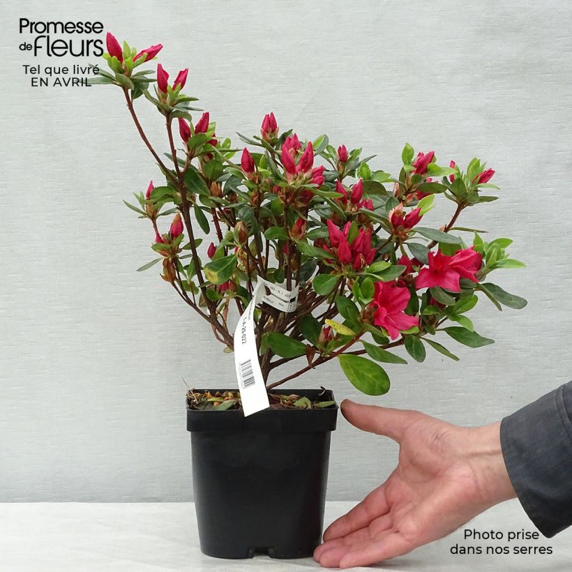 Spécimen de Azalée du Japon Vuyk's Scarlet - Rhododendron hybride. Pot de 2L/3L tel que livré au printemps