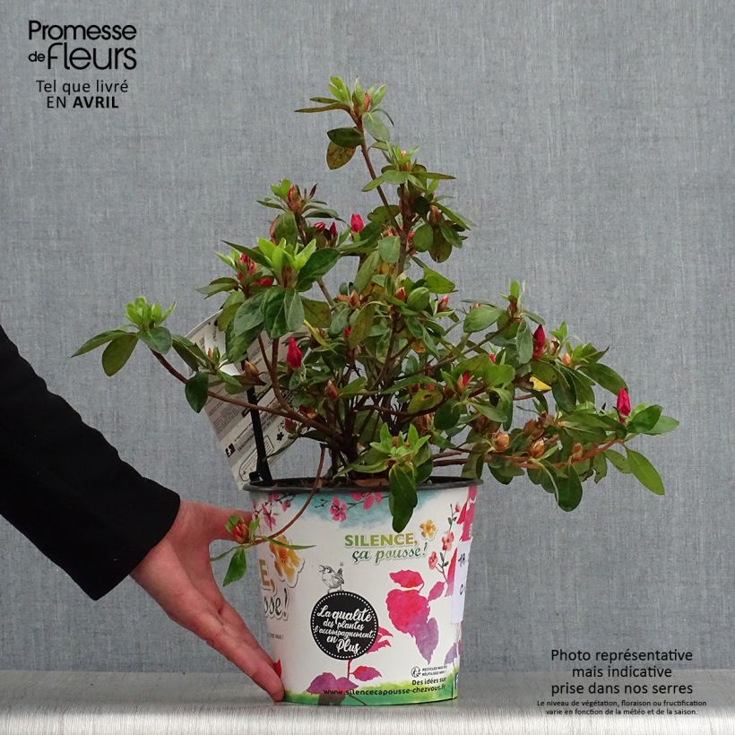 Spécimen de Azalée du Japon Vuyk's Scarlet - Rhododendron hybride. Pot de 4L/5L tel que livré au printemps