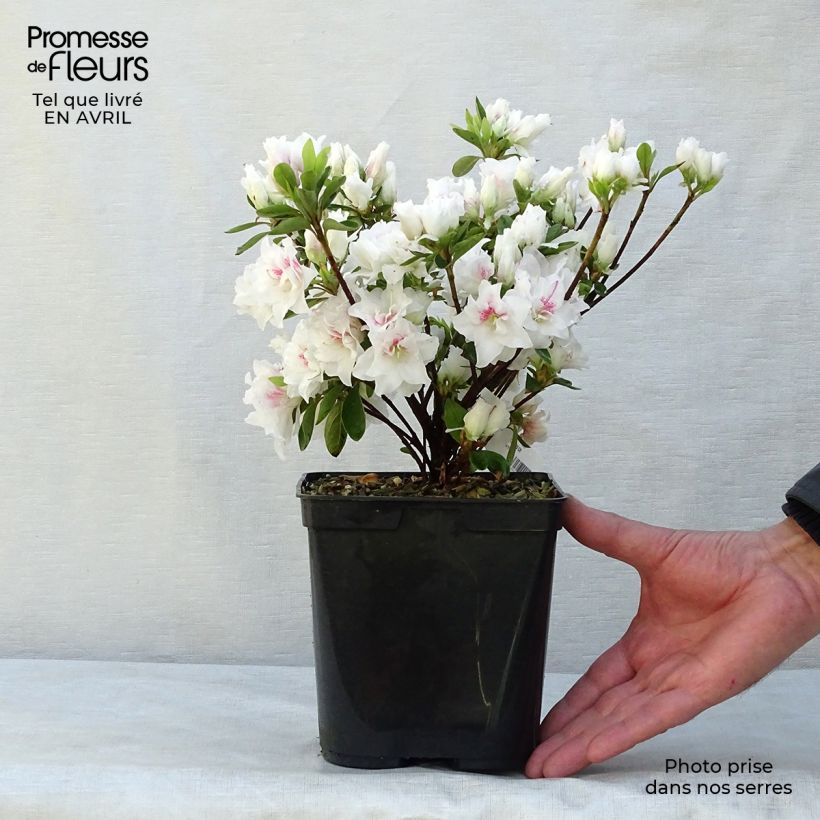 Spécimen de Azalée du Japon White Prince - Rhododendron hybride Pot de 2L/3L tel que livré au printemps